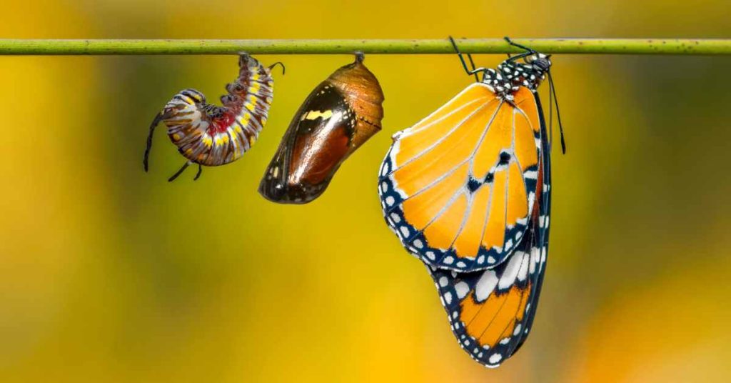 transformative power of Acceptance Commitment Therapy/ Anxiety counseling/ Birmingham