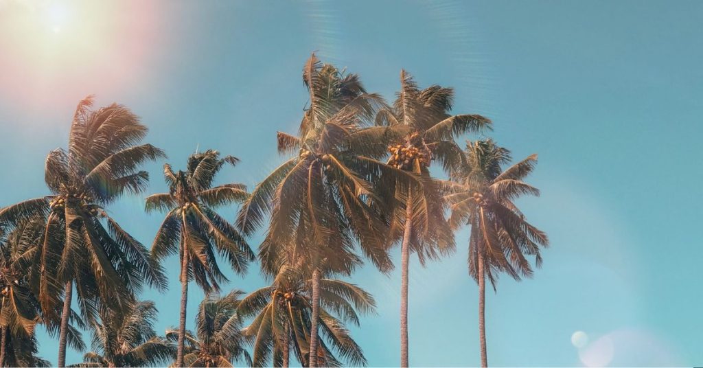 palm trees representing summer/ Helpful mental health practices for summer/ Empower Counseling/ Mountain Brook/ 35223