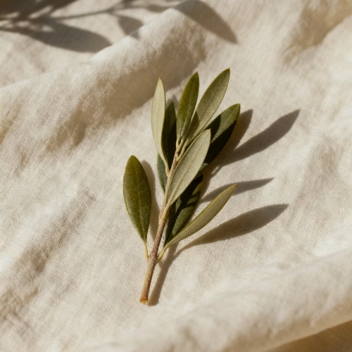 a srig from a tree